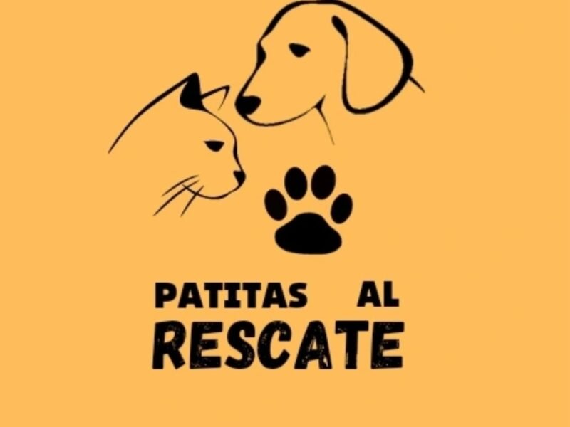 No fue solo un perro: fue una vida que alguien decidió abandonar